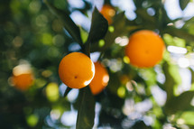 oranges on a citrus tree 