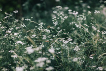 tiny white wildflowers 