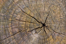 wood log background 