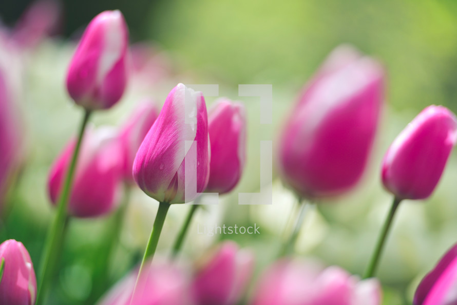 pink and white Colorful tulip field, summer flowerwith green leaf with blurred flower as background