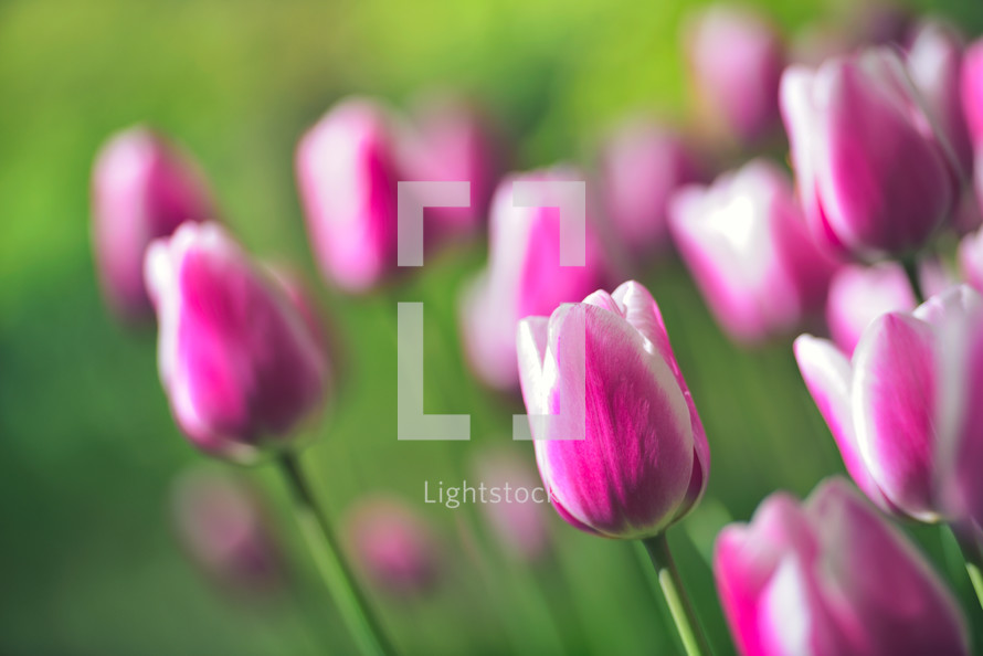 pink and white tulips in a field 