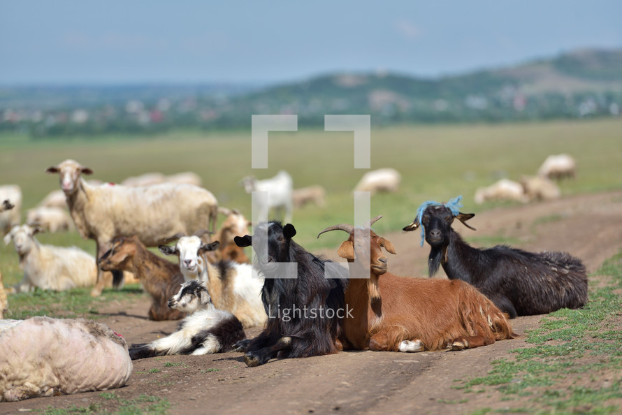 goats and sheep in a pasture 