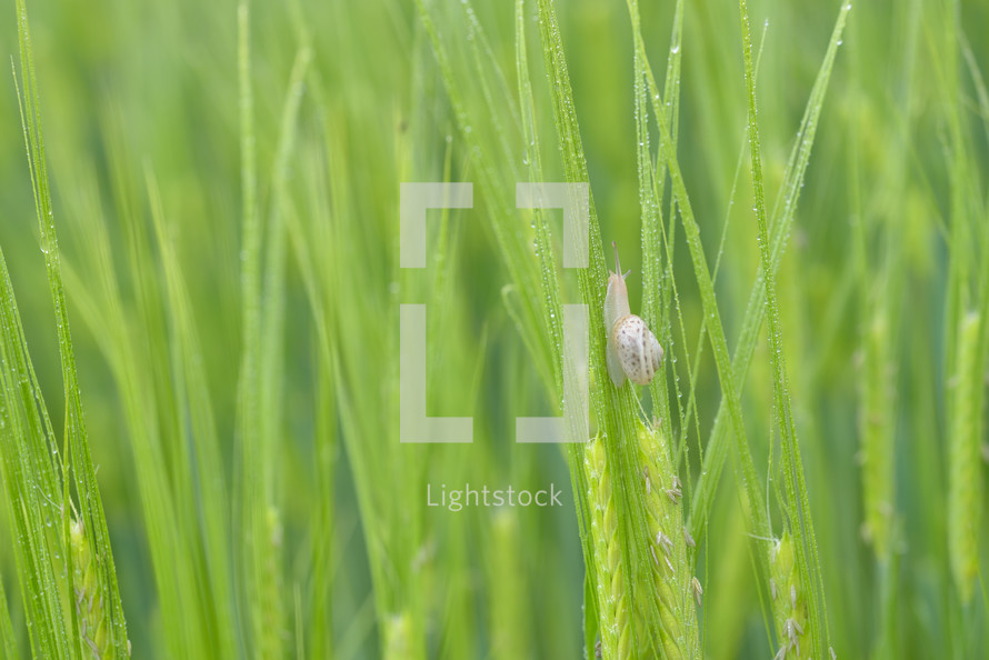 snail on green wheat 