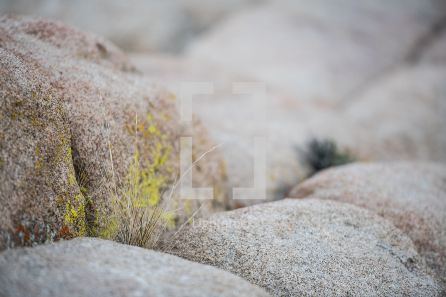 grasses growing in cracks on rocky ground 