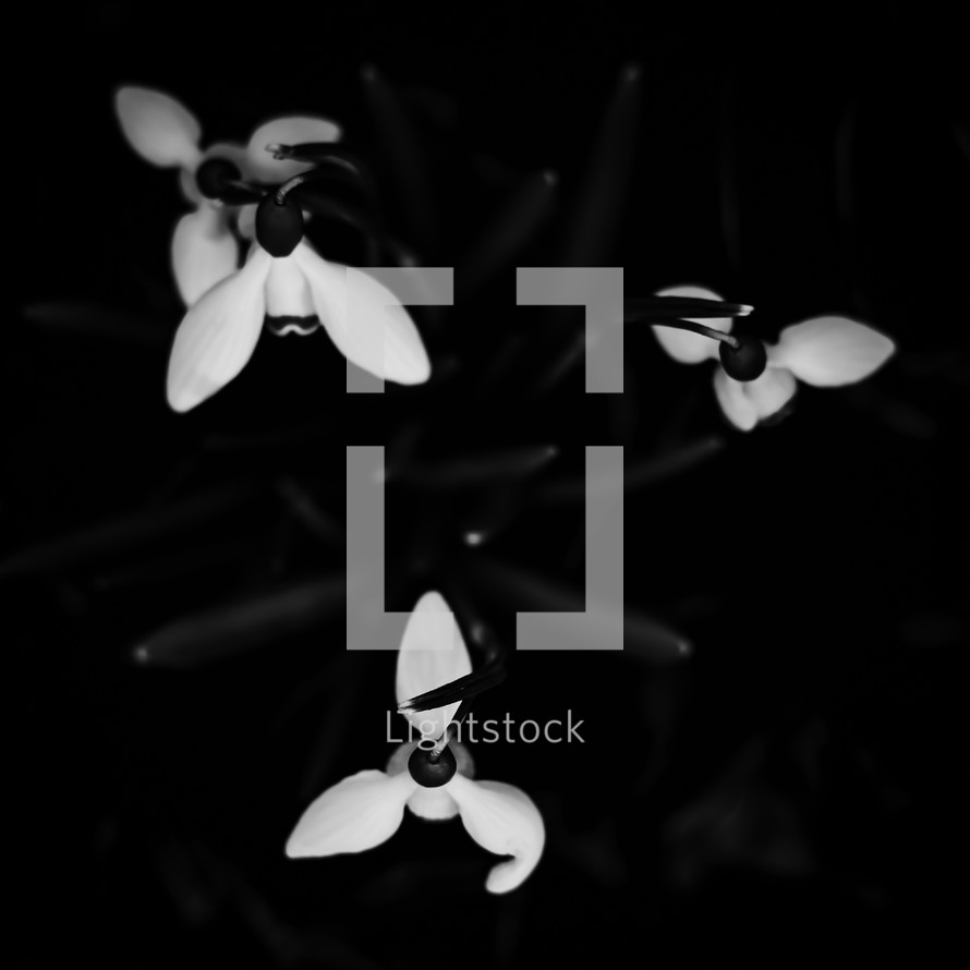 Minimal black texture background close-up flowers
