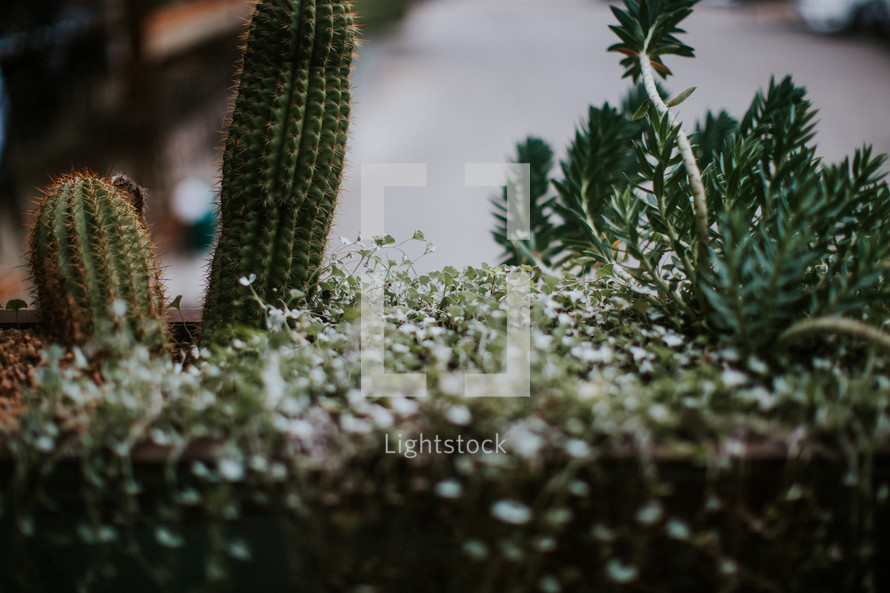 cactus and succulent plants 