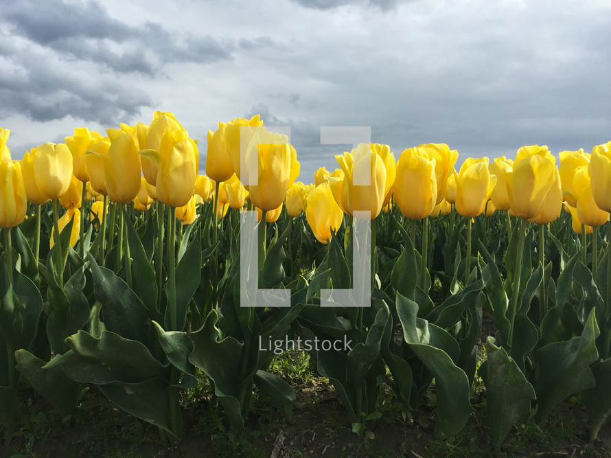 field of yellow tulips 