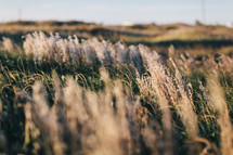 tops of tall grasses in a field 
