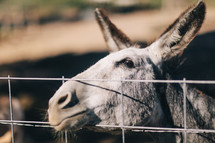 mule at a fence 