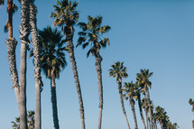 row of palm trees in a blue sky 