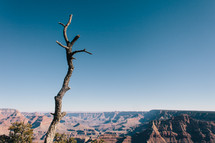 bare tree on a desert mountain top 
