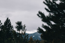 pine trees and mountains 