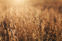 sunlight on golden grasses 