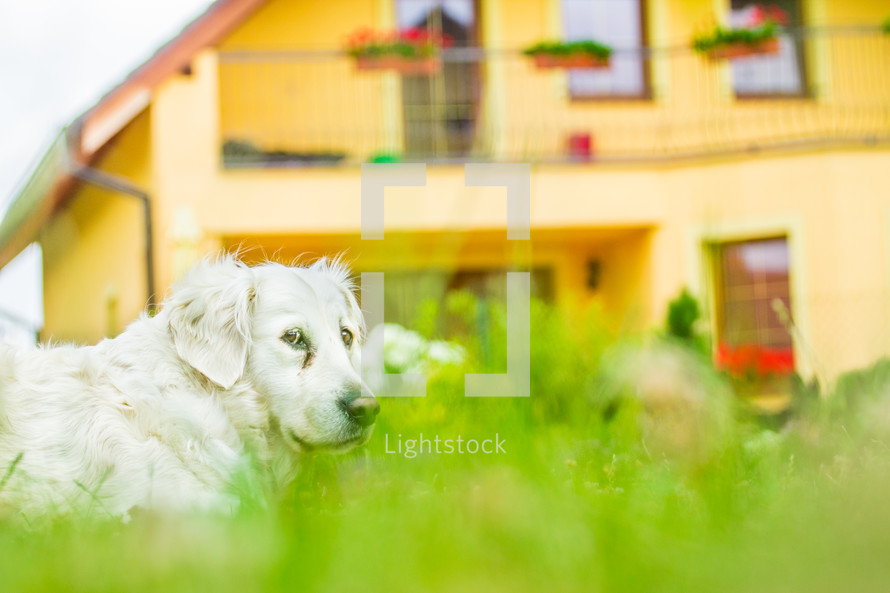 A dog in front of a house. 