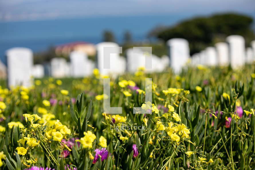 grave markers in a cemetery and wildflowers 