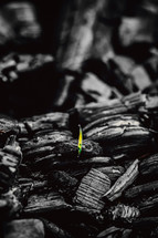 Minimal black texture background burnt campfire wood with green growing plant for hope
