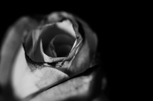 rose in black and white 