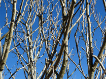 Barren branches on plant or tree in winter against blue sky