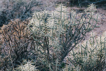 desert cactus plants 