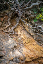 roots growing over rock 