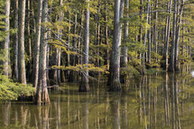 trees in a swamp 