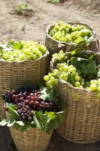 grapes in baskets in a vineyard 