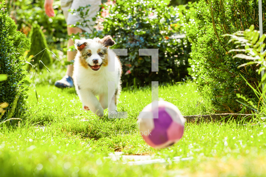 A puppy chasing a ball. 