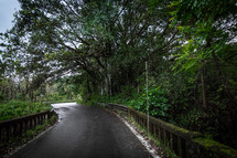 wet road through a jungle 