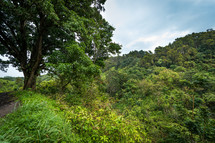 dense jungle 