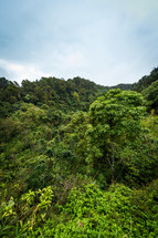 dense jungle 