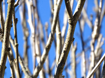 Barren branches on plant or tree in winter against blue sky