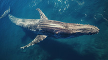 Top view of a whale in the water. 
