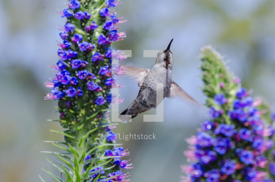 hummingbird and flowers 