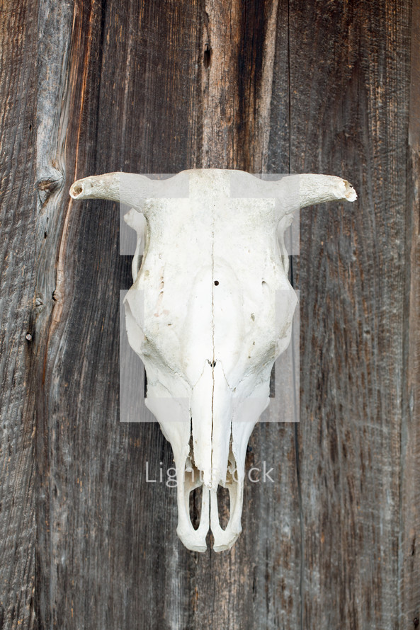 cattle skull 