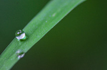 water droplet on a green leaf 