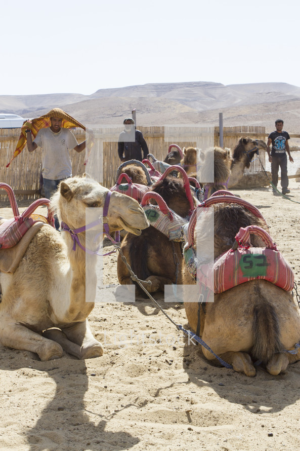 resting camels in a market 