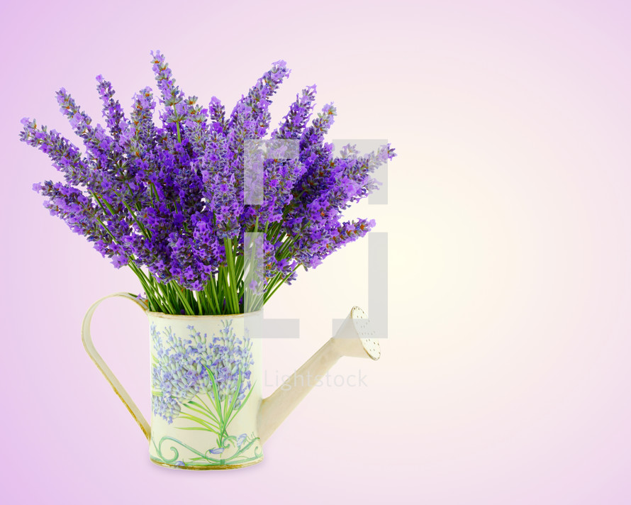 lavender flowers in a watering can 