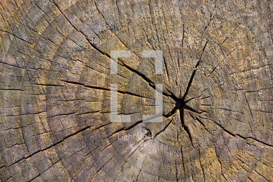 wood log background 