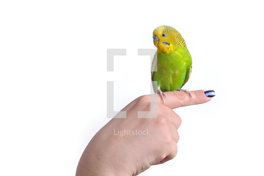 Green and yellow budgerigar parrot 