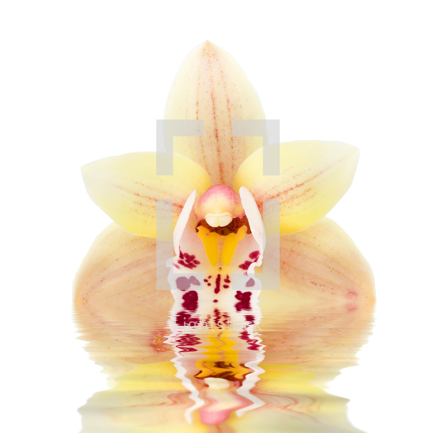 Orchid flowers reflected in the water on white background