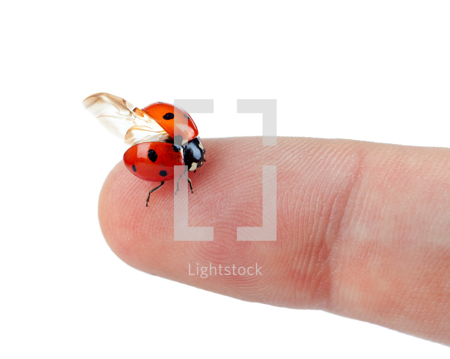 Macro of a ladybug sitting on finger isolated on white background
