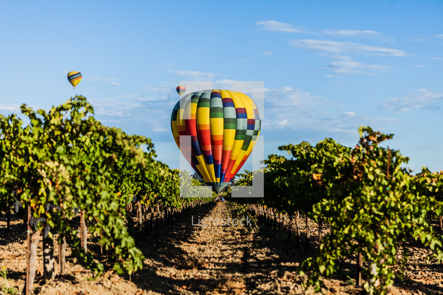 Hot air balloon landing in grape vineyard with two additional balloons in background napa valley California harvest wine