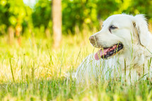 Dog laying in the grass panting on a summer day.