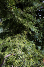 green pine needles on a tree 