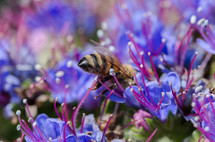 bee pollinating a flower 