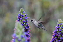 hummingbird 