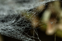 spider web 