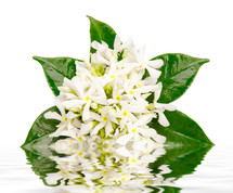 Jasmine flowers with reflection in water on white background