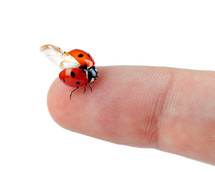 Macro of a ladybug sitting on finger isolated on white background