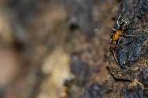 ant on a rock 